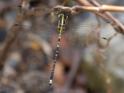 Choristhemis flavoterminata male-3271